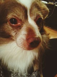 Close-up portrait of dog