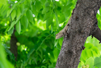 Squirrel on tree trunk