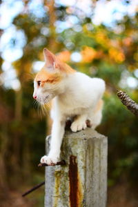 Close-up of a cat