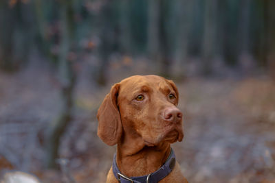 Close-up of a dog looking away