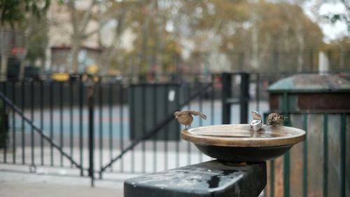 Sparrows on birdbath against gate