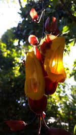 Close-up of yellow flowers blooming outdoors