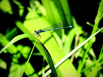 Close-up of damselfly on grass