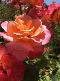 Close-up of pink rose