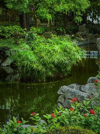 Close-up of flowers in pond