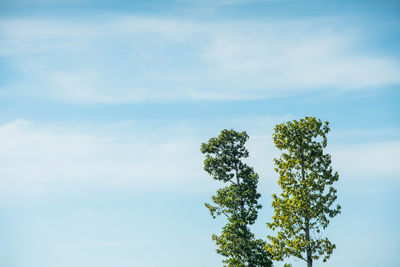 Low angle view of plant against sky