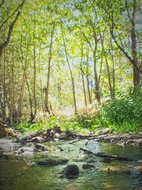 River in forest