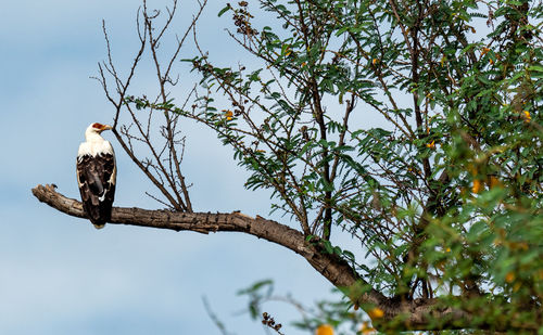 Low angle view of eagle perching on tree