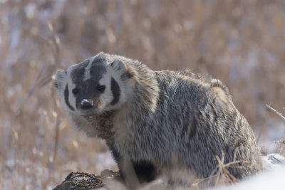 Close-up of an animal