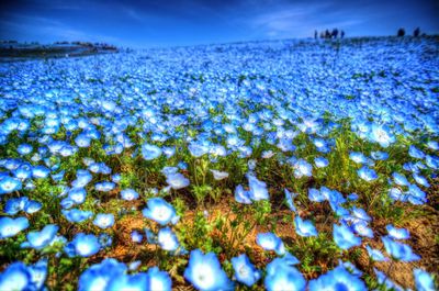 Close-up of snow on field against blue sky