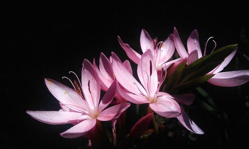 Close-up of pink flowers against black background