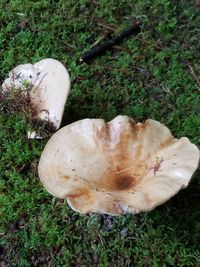 Close-up of mushrooms on field