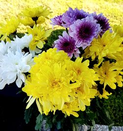 Close-up of yellow flowers