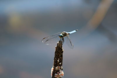 Close-up of dragonfly flying