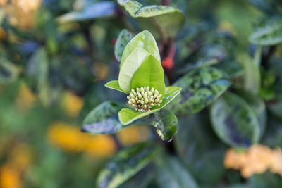 Close-up of flower blooming outdoors