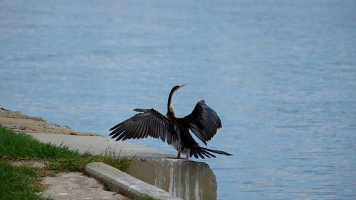 High angle view of gray heron perching on lake