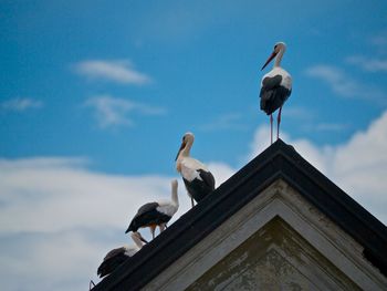 Low angle view of seagulls perching on roof