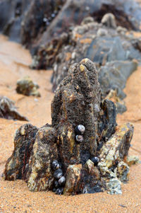 Close-up of lizard on rock