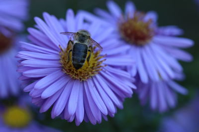 Close-up of honey bee on purple flower