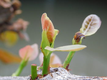 Close-up of honey bee on flower