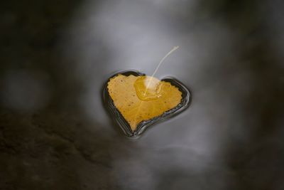 Yellow heart-shaped leaf in water
