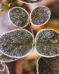 Close-up of wet plant during winter