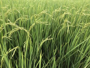 Full frame shot of stalks in field