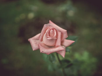 Close-up of rose against blurred background