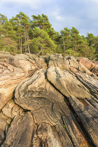 Scenic view of forest against sky