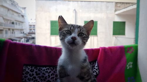 Close-up portrait of cat