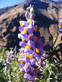 Close-up of purple flowers blooming