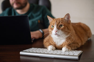 Cat sitting on keyboard and looking away near the owner