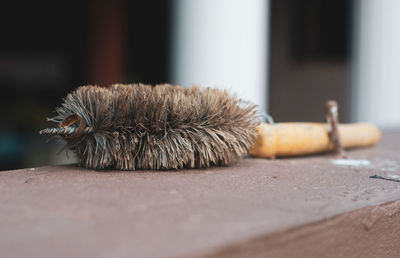 Close-up of animal on table