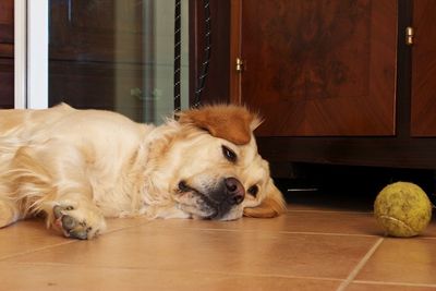 Portrait of golden retriever relaxing on floor at home