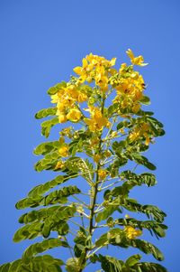 Low angle view of flowering plant against blue sky