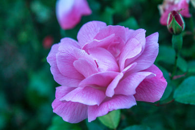Close-up of pink rose flower