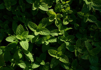 Full frame shot of mint leaves