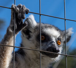 Close-up of monkey in cage