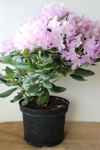 Close-up of potted plant on table