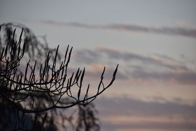 Silhouette bare tree against sky during sunset