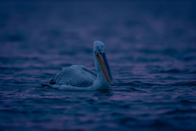 Pelican on lake