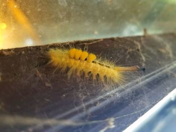 Close-up of yellow insect