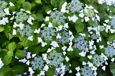 High angle view of white flowering plant