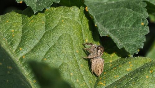 Close-up of insect on leaf