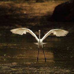 Gray heron flying over water