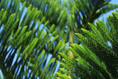 Close-up of fern leaves