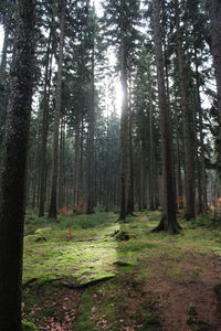 Pine trees in forest