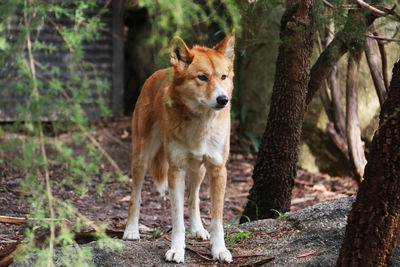 Portrait of red fox in forest