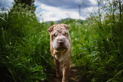 Portrait of dog sitting on grass