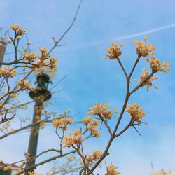 Low angle view of flowers blooming on tree